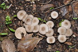 Marasmius albogriseus image