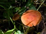 Xeromphalina tenuipes image