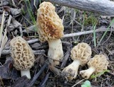 Morchella esculentoides image