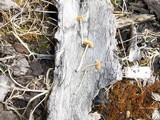 Pholiotina smithii image