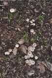 Marasmius albogriseus image
