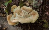 Bondarzewia berkeleyi image