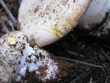 Amanita aprica image