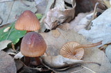Mycena californiensis image