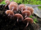 Mycena kurramulla image