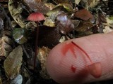 Mycena toyerlaricola image