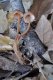 Mycena californiensis image