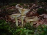 Hygrophorus hypothejus image
