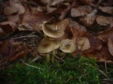 Hygrophorus hypothejus image