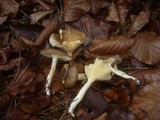 Hygrophorus hypothejus image