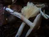 Hygrophorus hypothejus image