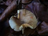 Hygrophorus hypothejus image