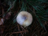 Hygrophorus hypothejus image