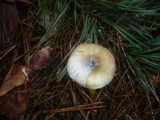 Hygrophorus hypothejus image