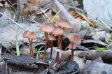 Mycena californiensis image