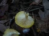 Hygrophorus lucorum image