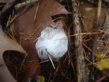Hygrophorus lucorum image
