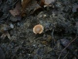 Lepiota castanea image