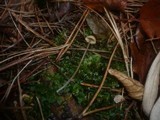 Mycena amicta image
