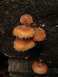 Psathyrella echinata image