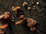 Psathyrella echinata image