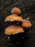Psathyrella echinata image