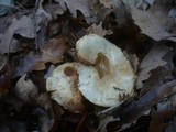 Pholiota lenta image