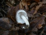 Tricholoma scalpturatum image