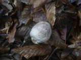 Tricholoma scalpturatum image