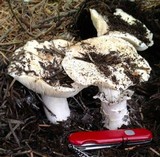 Tricholoma vernaticum image