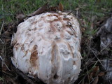 Amanita magniverrucata image