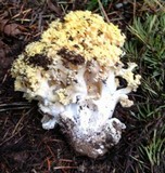 Ramaria rasilispora image