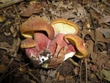 Tricholomopsis rutilans image