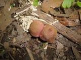 Tricholomopsis rutilans image