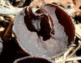 Plicaria endocarpoides image