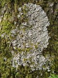 Polyblastidium japonicum image
