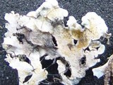 Polyblastidium japonicum image