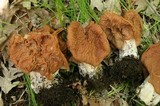 Gyromitra brunnea image