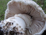 Amanita magniverrucata image