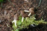 Helvella elastica image