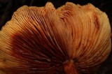 Gymnopilus thiersii image