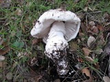 Amanita magniverrucata image