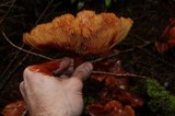 Gymnopilus thiersii image