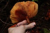 Gymnopilus thiersii image