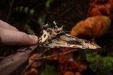Gymnopilus thiersii image