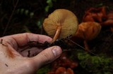 Gymnopilus thiersii image