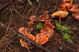 Gymnopilus thiersii image