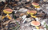 Boletus armeniacus image