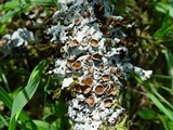 Parmelina carporrhizans image