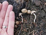 Psathyrella pennata image